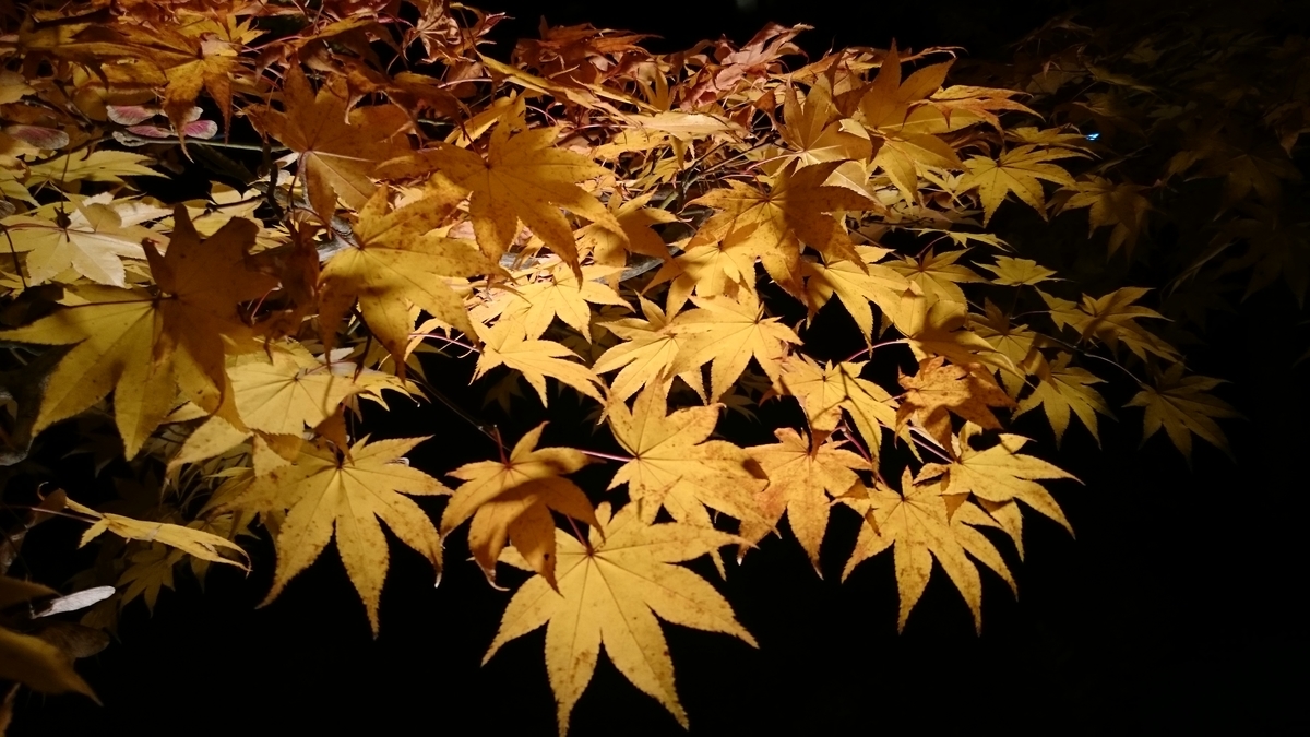 f:id:megumin1120:20201109235930j:plain f:id:megumin1120:20201109235930j:plain