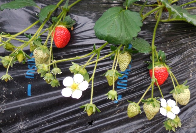 f:id:megumin1120:20210309142825j:plain