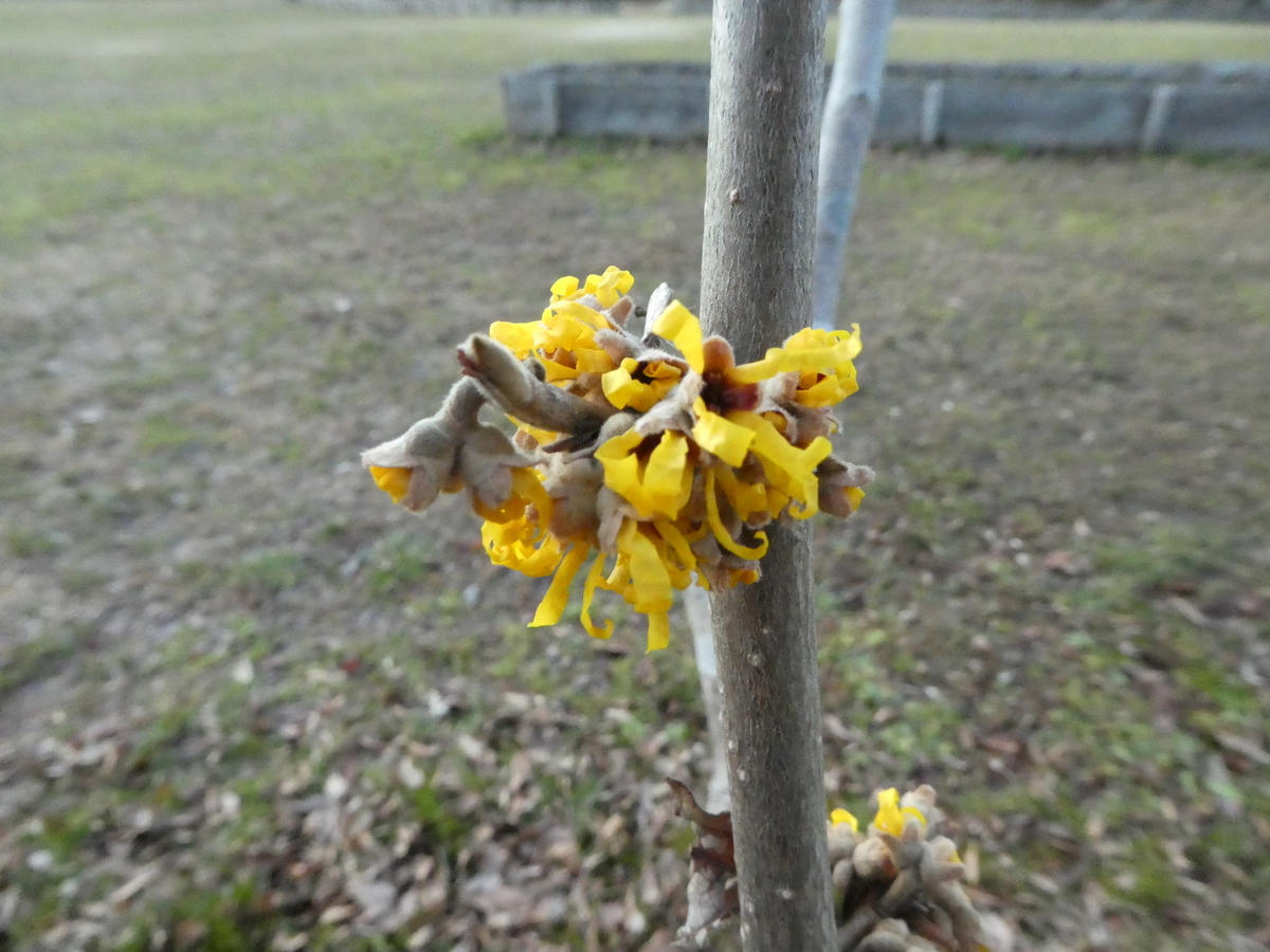 f:id:megumin1120:20210310214753j:plain