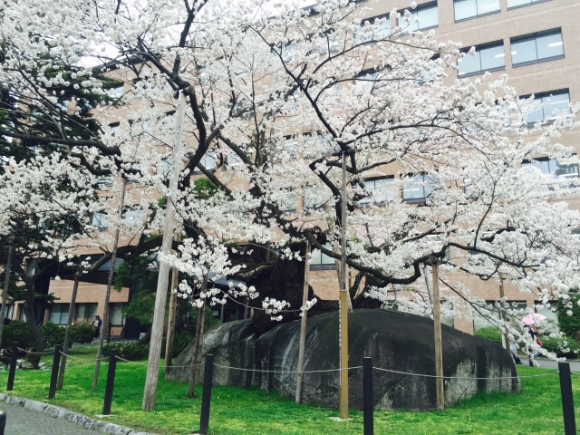 f:id:megumin1120:20210413214716j:plain