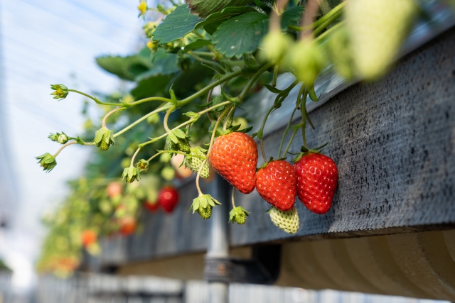 f:id:megumin1120:20220311235203j:plain