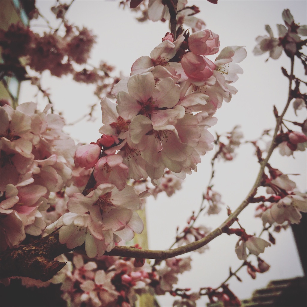 f:id:meguru1844:20190327001251j:image
