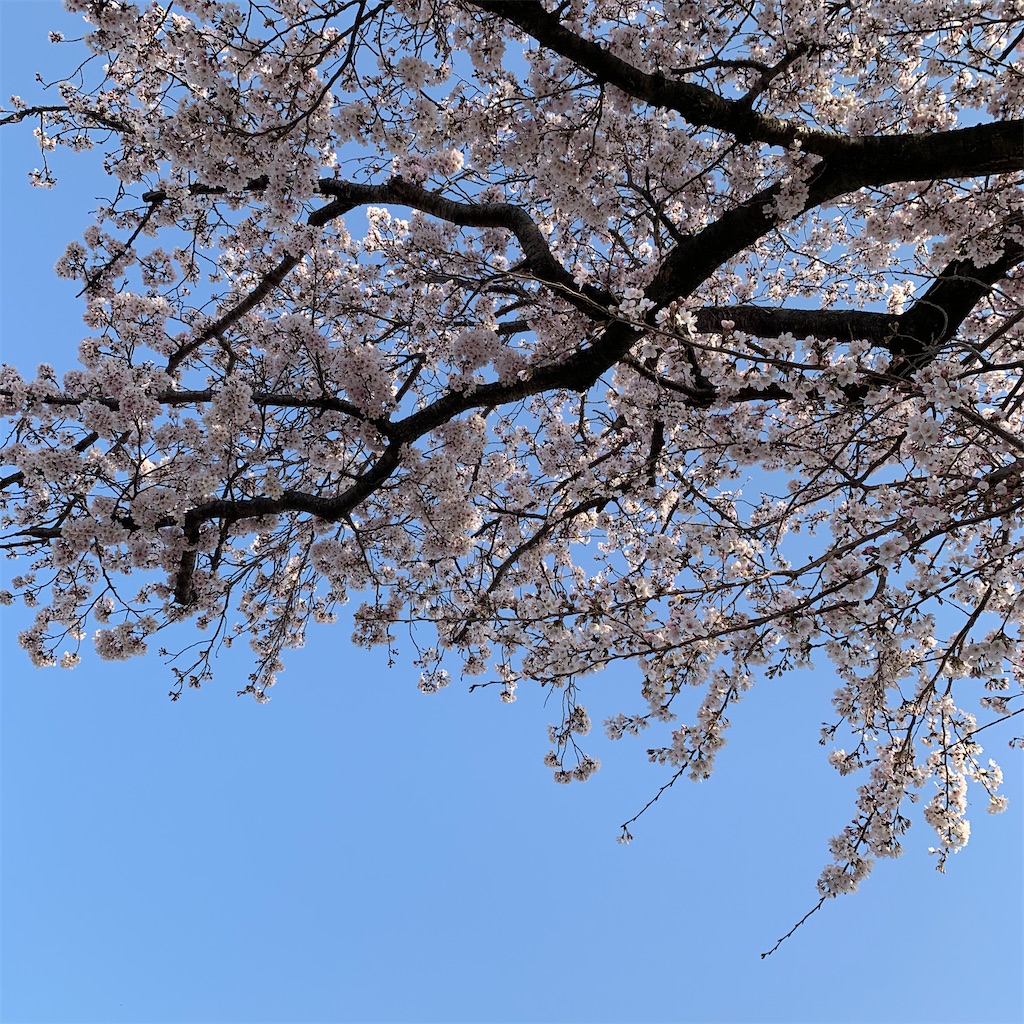 f:id:meguru1844:20200321132641j:image