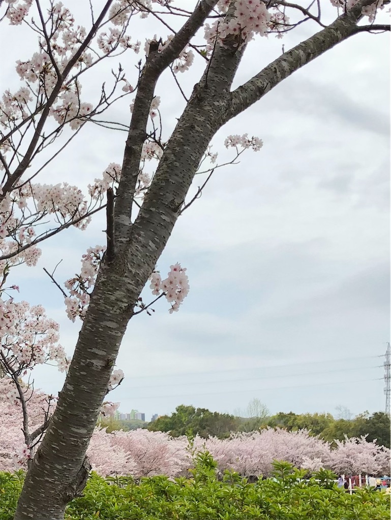 f:id:meibin:20210405161924j:image