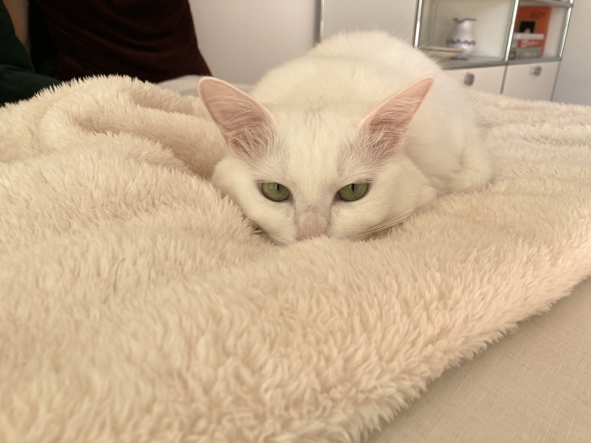 f:id:meigu:20201217125109j:plain