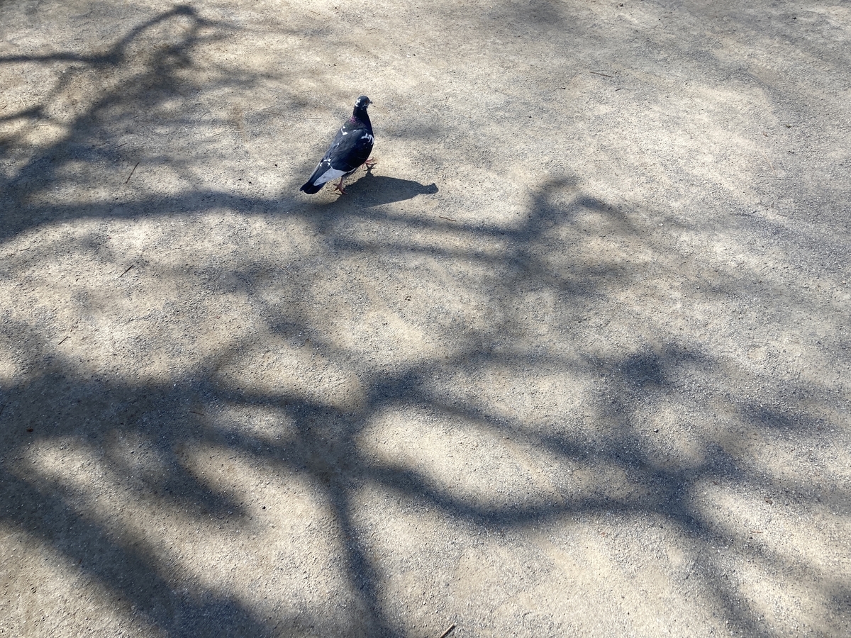 f:id:meigu:20210225215205j:plain