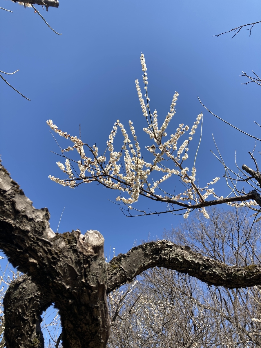 f:id:meigu:20210225215229j:plain