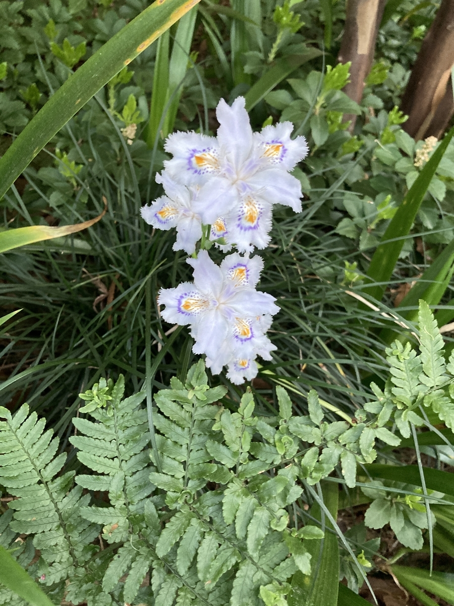 f:id:meigu:20210430192956j:plain