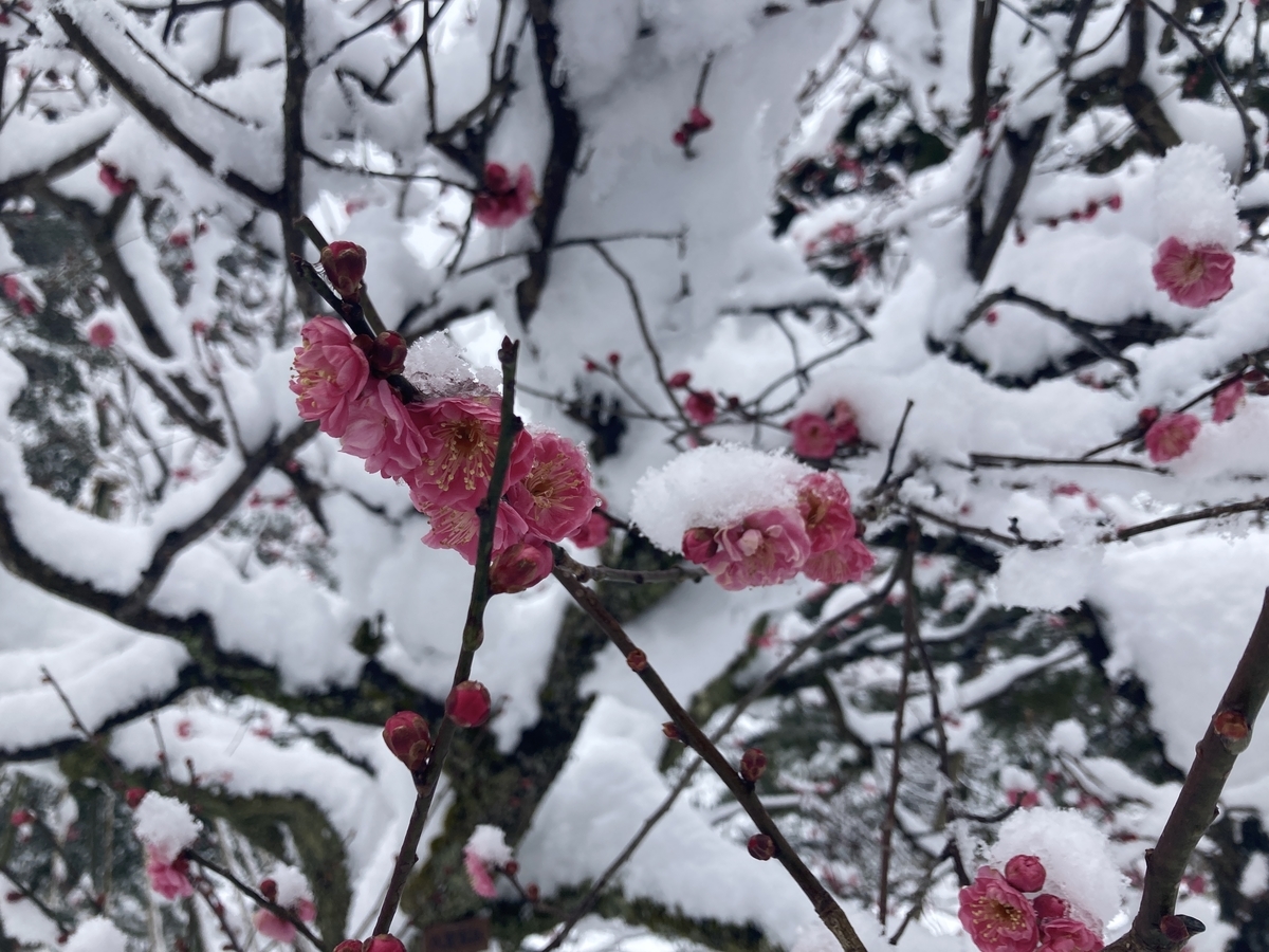 f:id:meigu:20220228202014j:plain