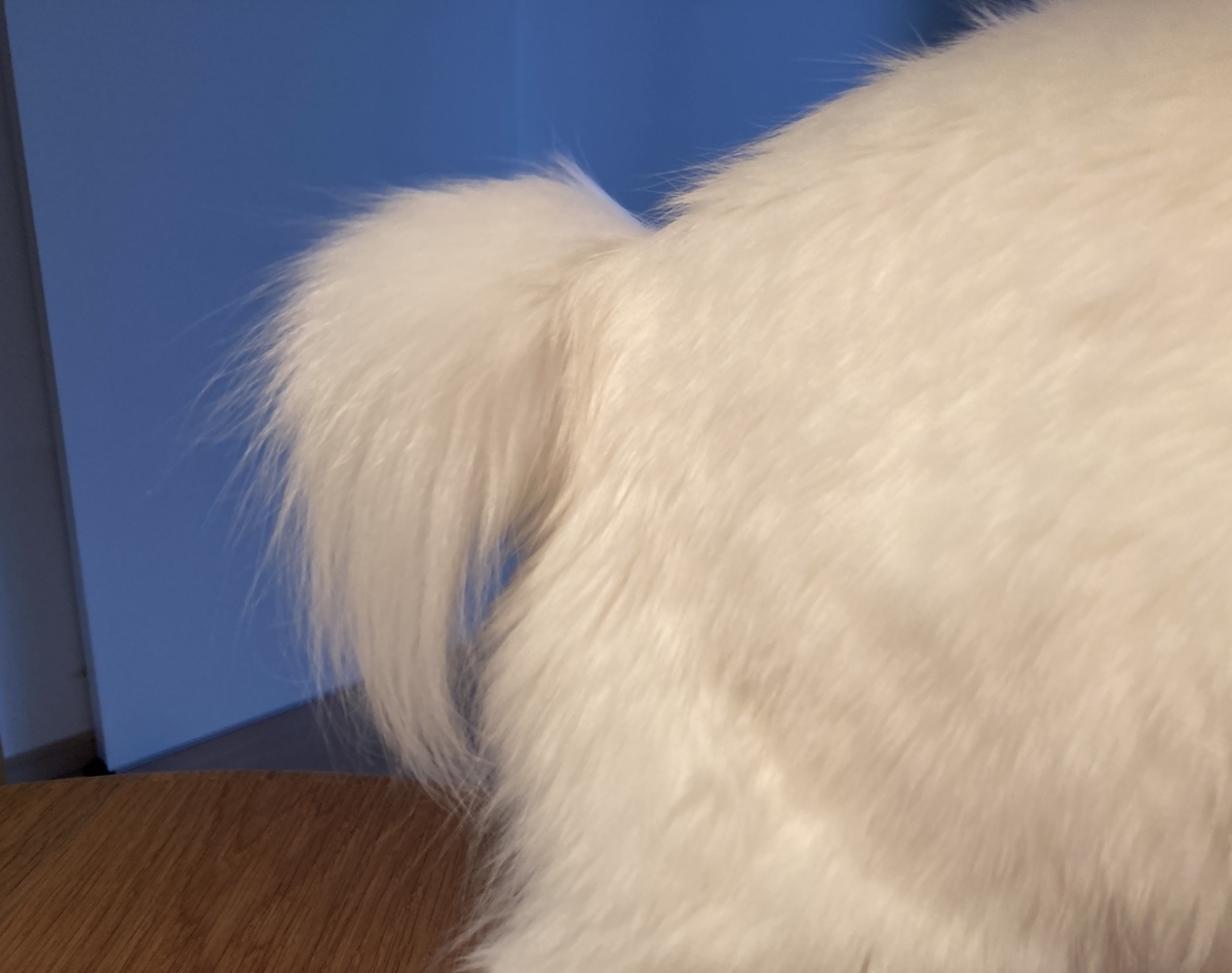 f:id:meigu:20220228202448j:plain