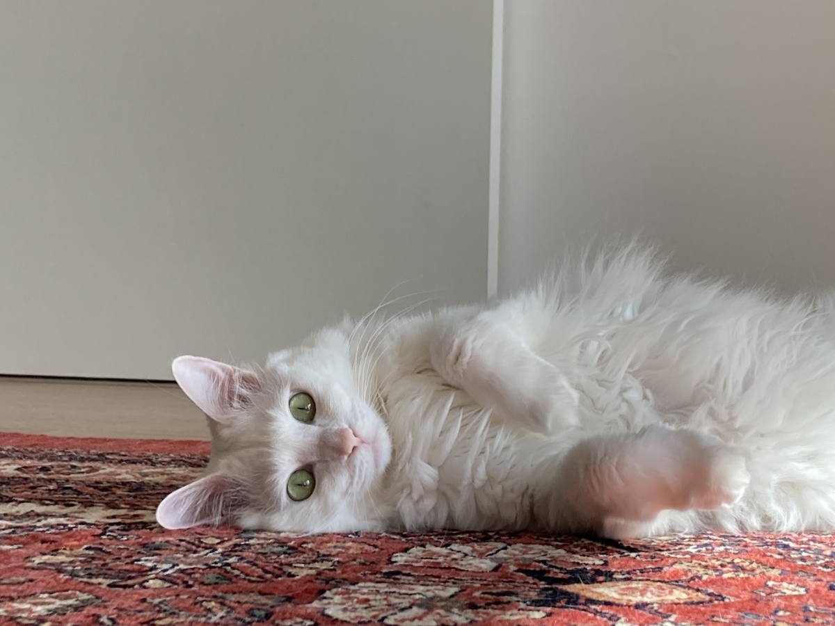 f:id:meigu:20220228202550j:plain