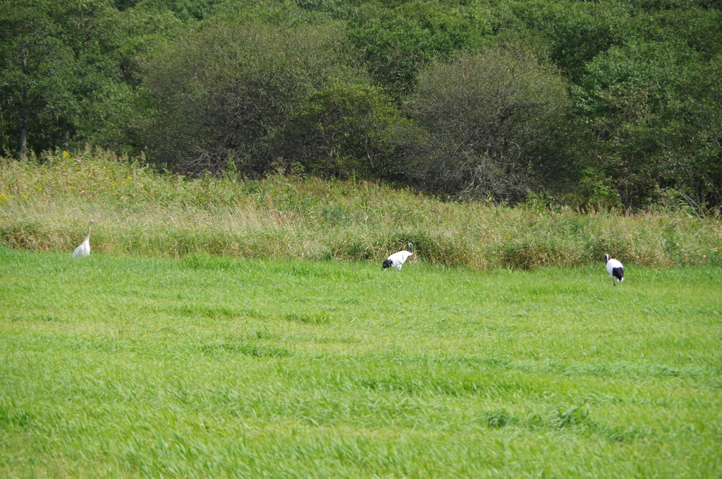f:id:meihokkaido:20190717204704j:plain f:id:meihokkaido:20190717204704j:plain