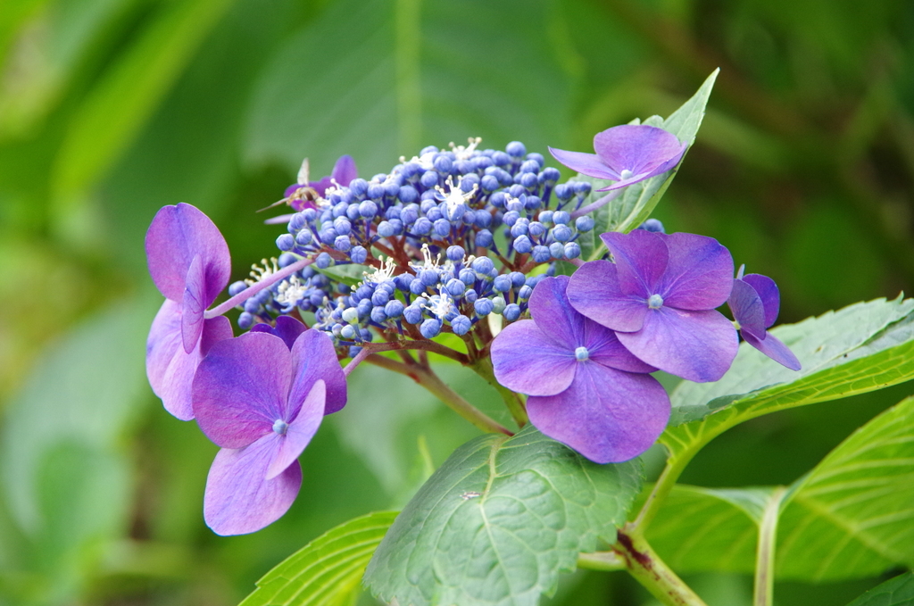 f:id:meihokkaido:20190731095334j:plain f:id:meihokkaido:20190731095334j:plain