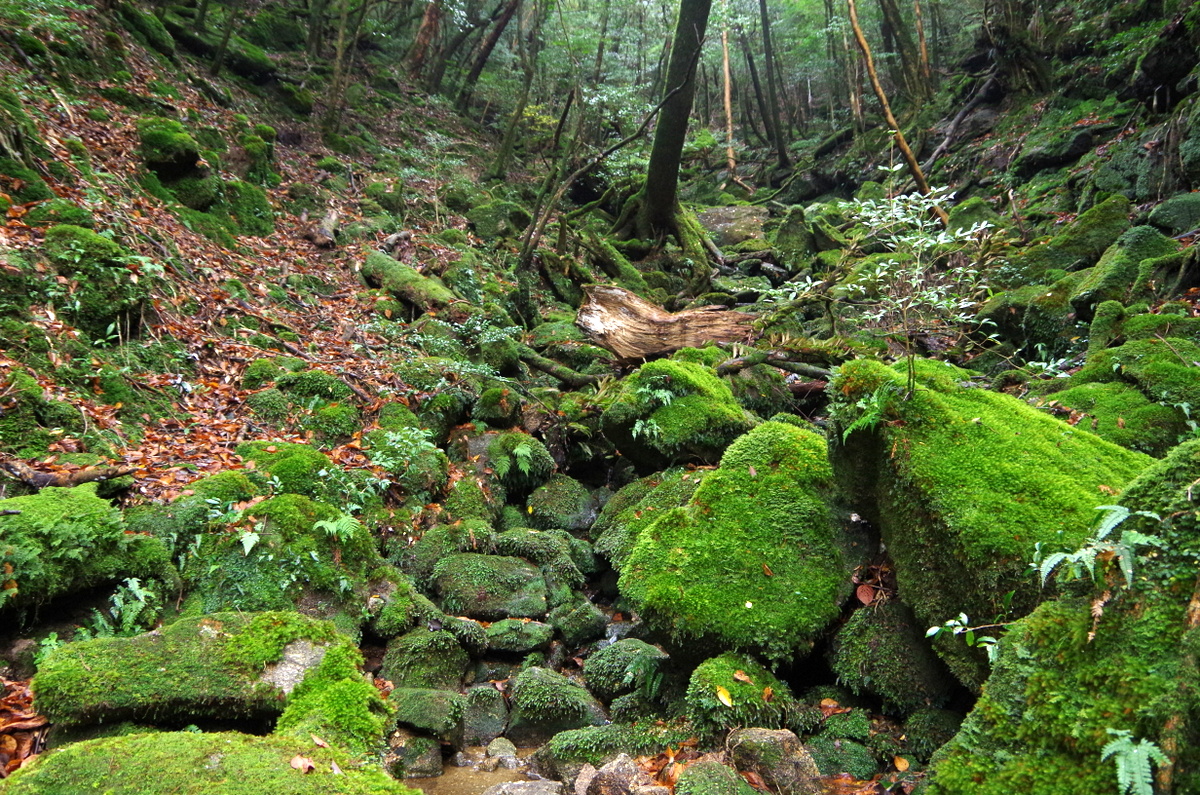 f:id:meihokkaido:20191105134524j:plain f:id:meihokkaido:20191105134524j:plain