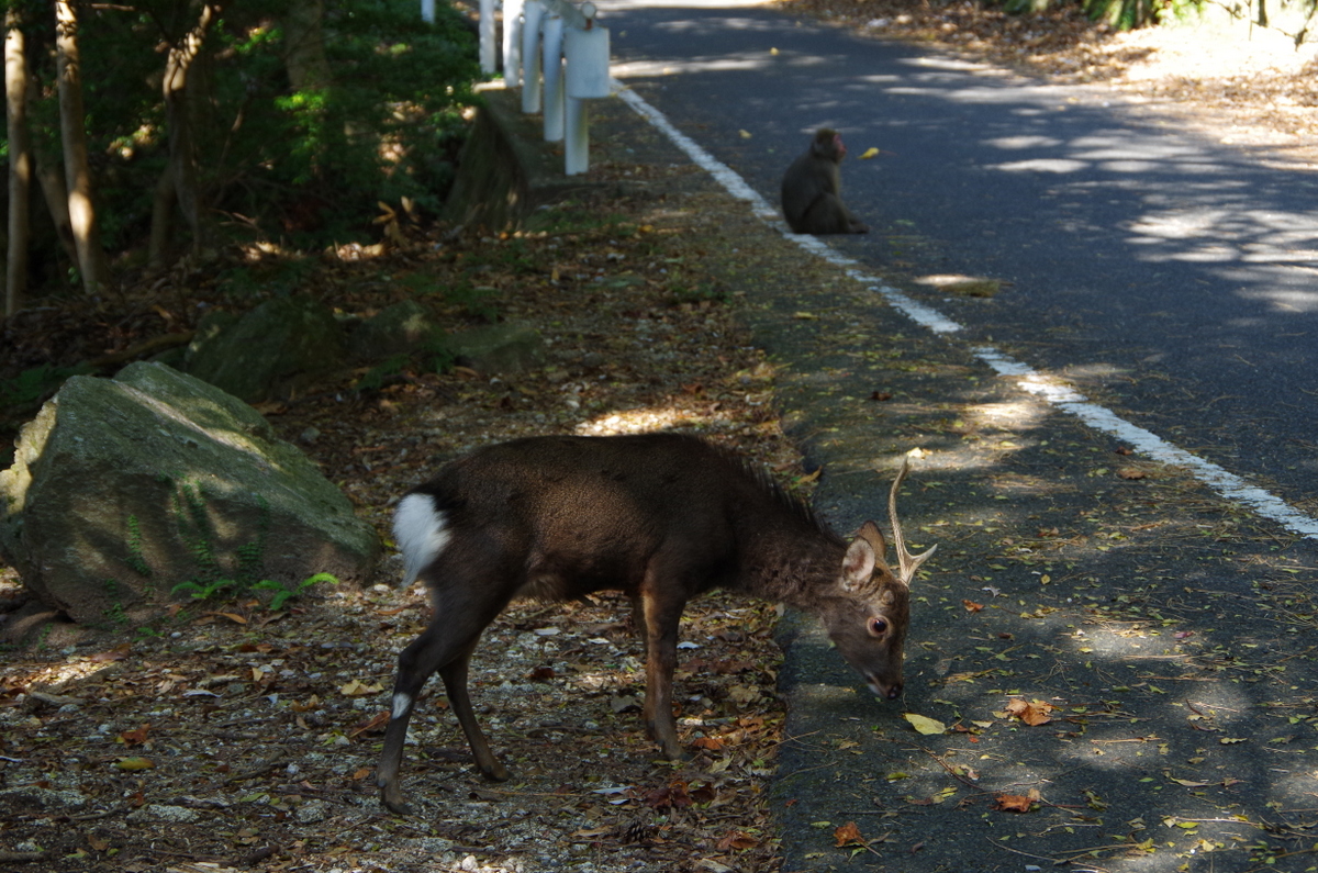 f:id:meihokkaido:20191107194657j:plain f:id:meihokkaido:20191107194657j:plain