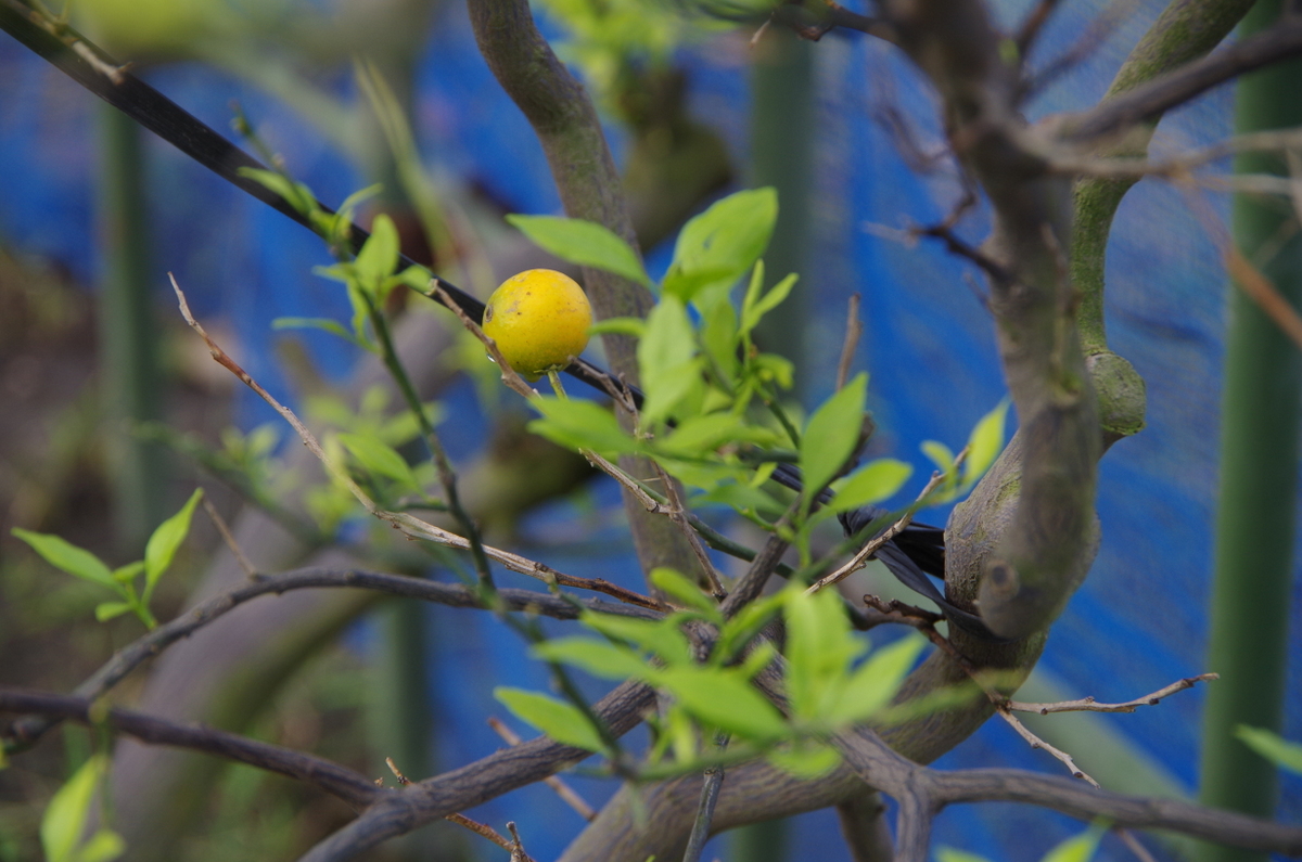 f:id:meihokkaido:20191111093936j:plain f:id:meihokkaido:20191111093936j:plain