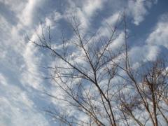 f:id:meihowa:20200426152816j:plain f:id:meihowa:20200426152816j:plain