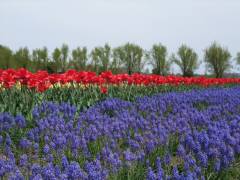 f:id:meihowa:20200518193219j:plain f:id:meihowa:20200518193219j:plain