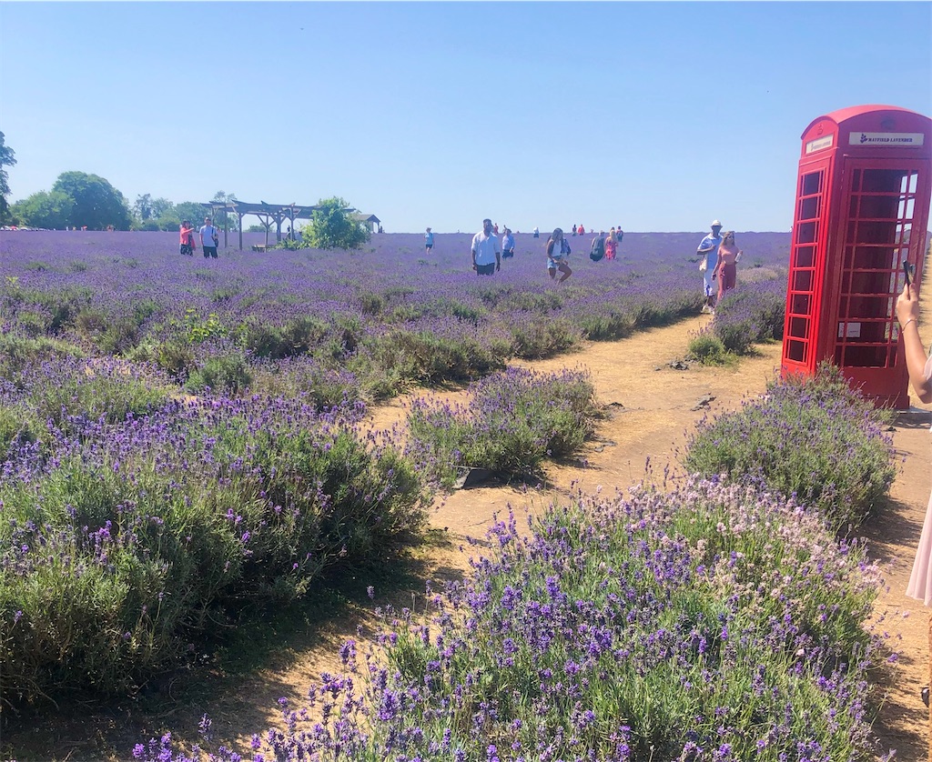 イギリスの夏限定ラベンダー畑 Mayfield Lavender 国際ガールのノート