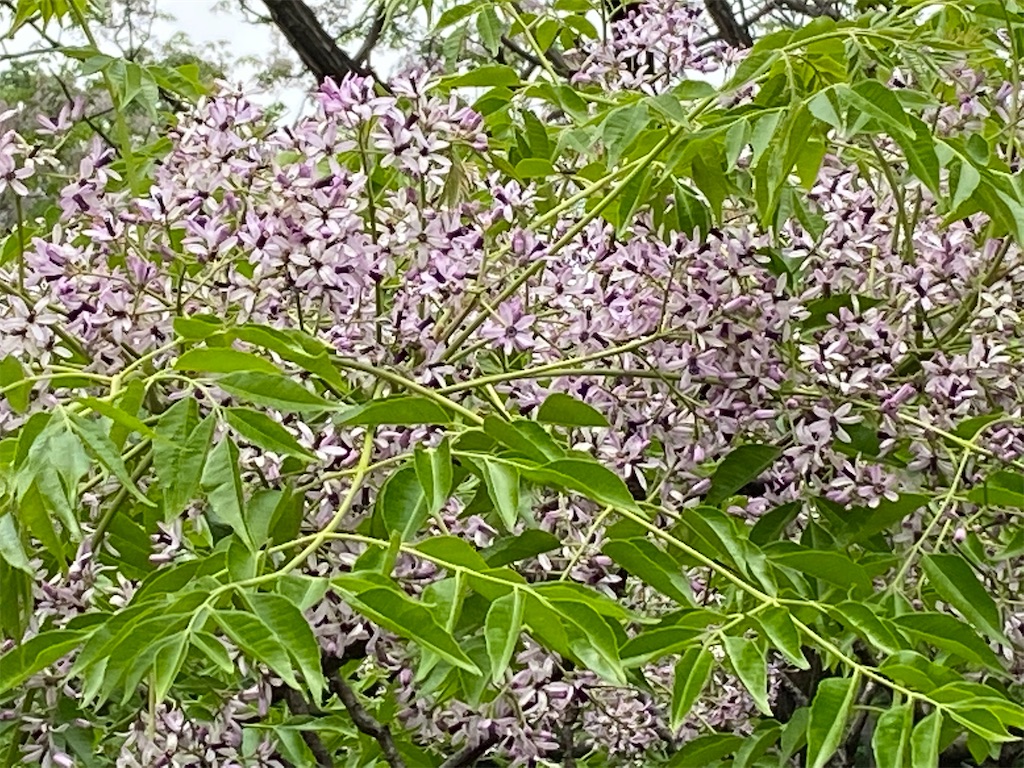 f:id:meikumiracle:20200521162045j:image f:id:meikumiracle:20200521162045j:image