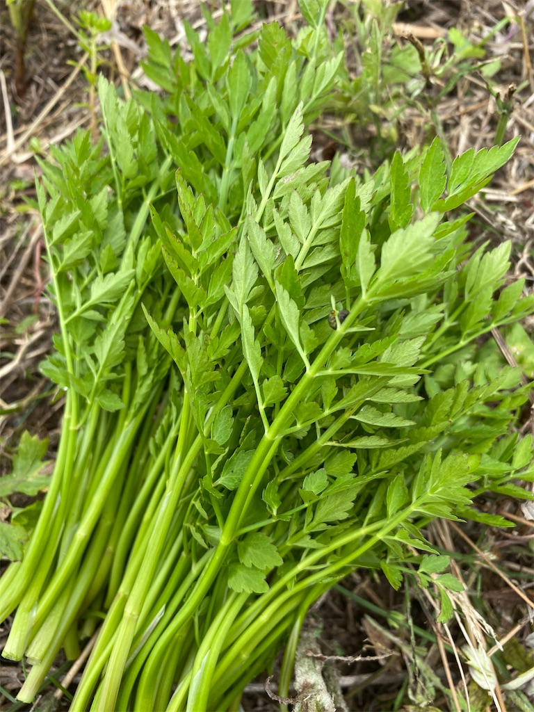 f:id:meikumiracle:20200603095151j:image f:id:meikumiracle:20200603095151j:image