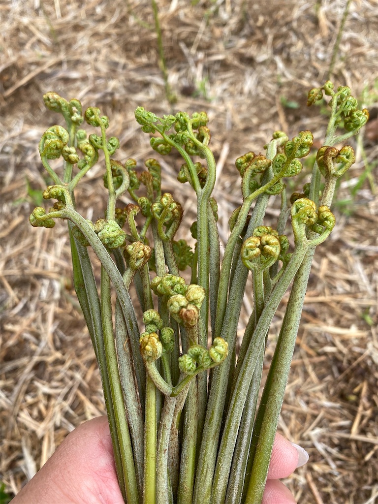 f:id:meikumiracle:20200603095154j:image f:id:meikumiracle:20200603095154j:image