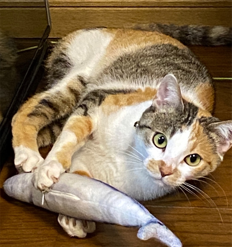 f:id:meikumiracle:20200612081755j:image f:id:meikumiracle:20200612081755j:image