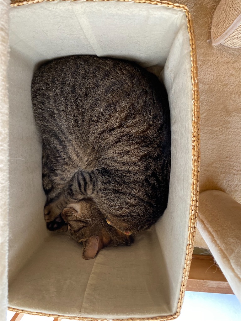 f:id:meikumiracle:20210601220708j:image