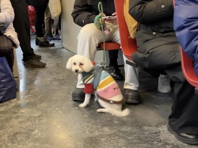 セーターを着てウィーンの公共交通機関に乗車する小型犬の様子