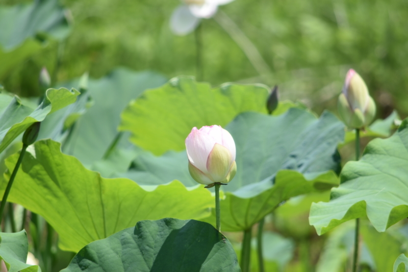 f:id:meirin41:20170714122612j:plain f:id:meirin41:20170714122612j:plain