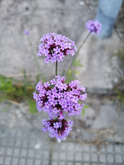 f:id:meirin41:20190709115936j:plain f:id:meirin41:20190709115936j:plain