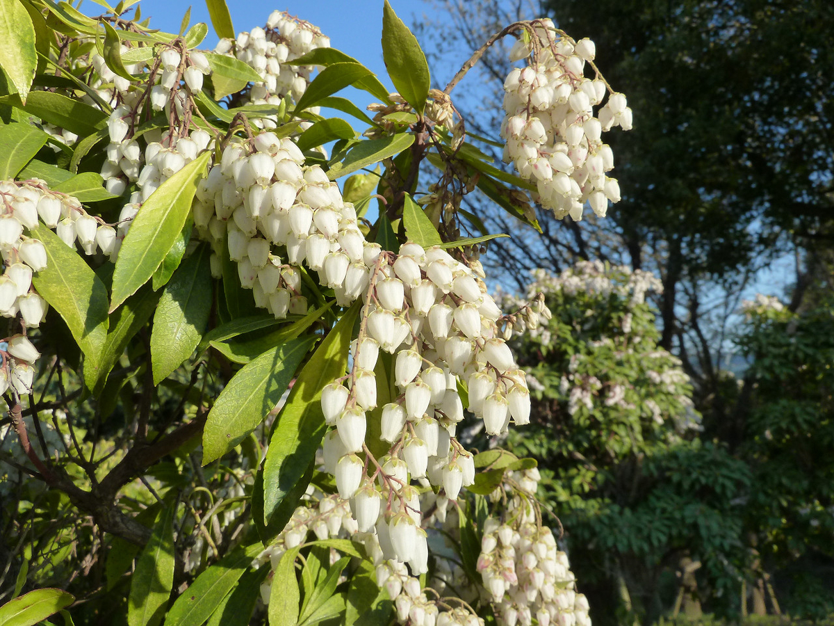 アセビ めいのきまぐれ植物図鑑 アセビ めいのきまぐれ植物図鑑