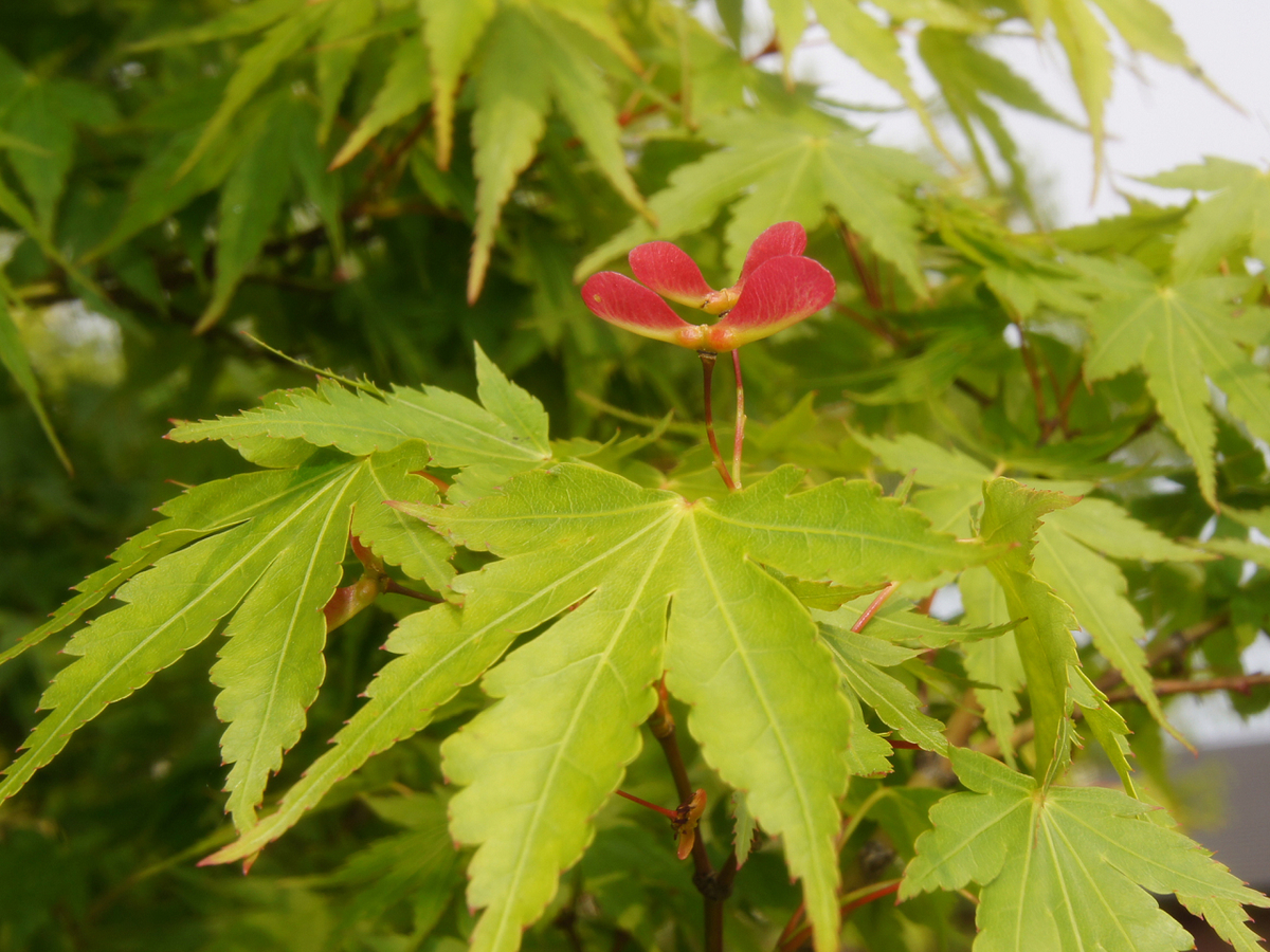 すべての美しい花の画像 Hd限定イロハモミジ 花 言葉