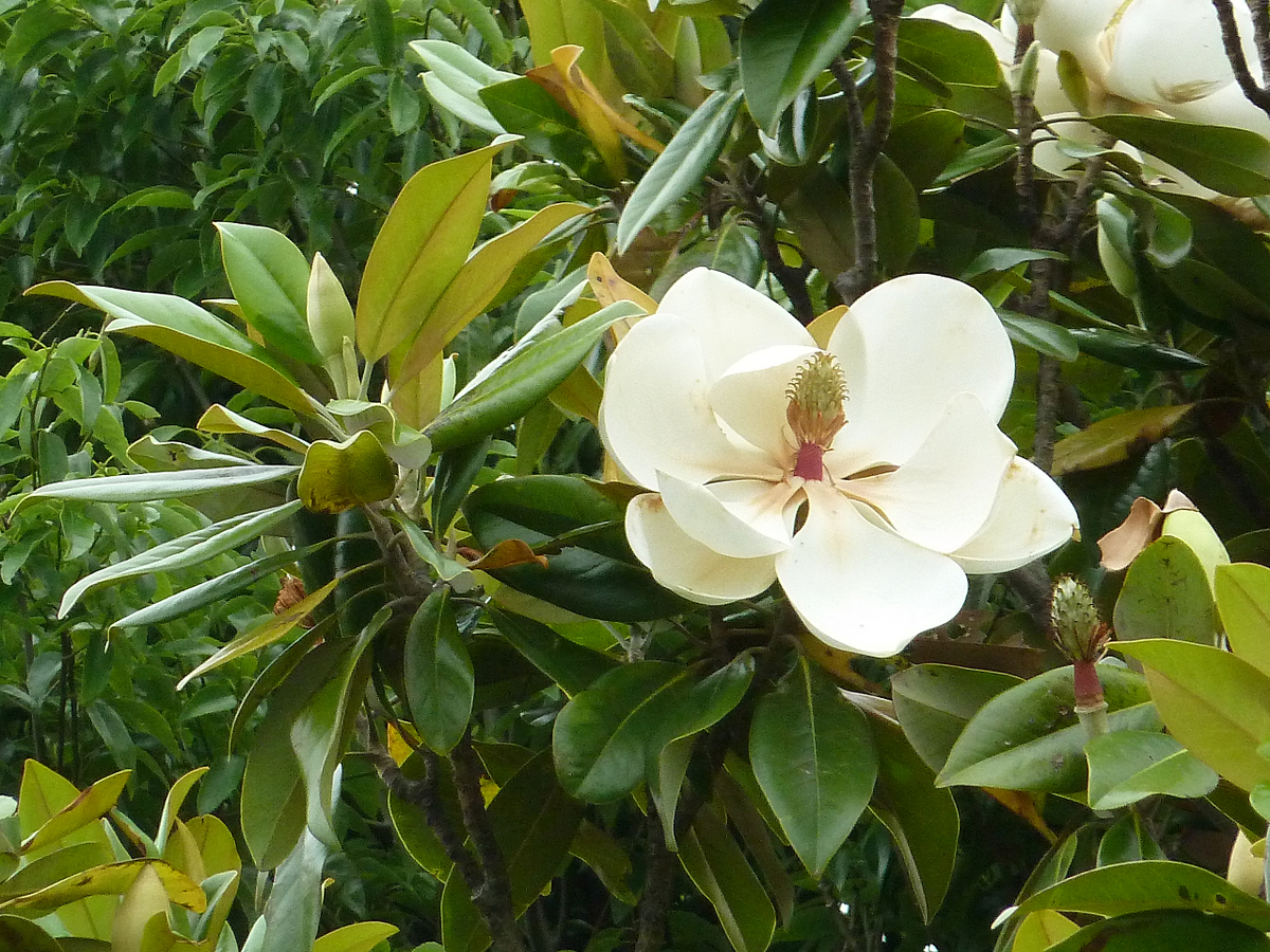 タイサンボク めいのきまぐれ植物図鑑