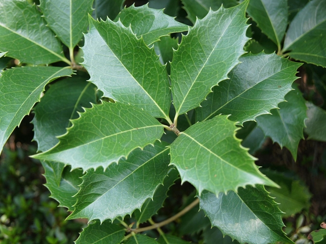 ヒイラギモクセイ めいのきまぐれ植物図鑑