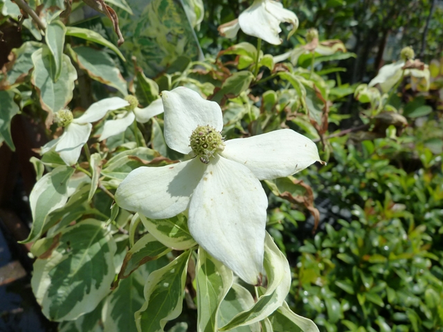 フイリヤマボウシ めいのきまぐれ植物図鑑
