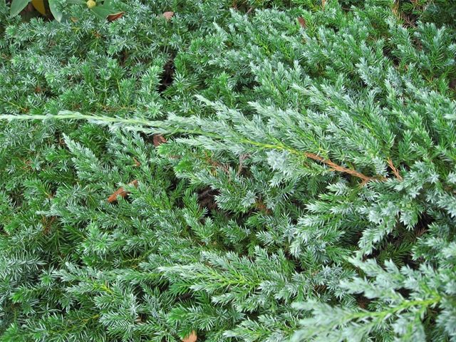 ブルーカーペット めいのきまぐれ植物図鑑 ブルーカーペット めいのきまぐれ植物図鑑