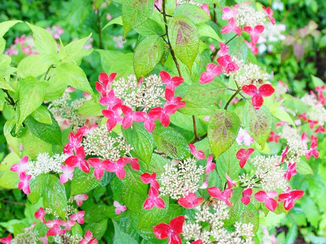 ベニガクアジサイ めいのきまぐれ植物図鑑