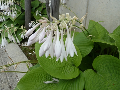 ギボウシ めいのきまぐれ植物図鑑