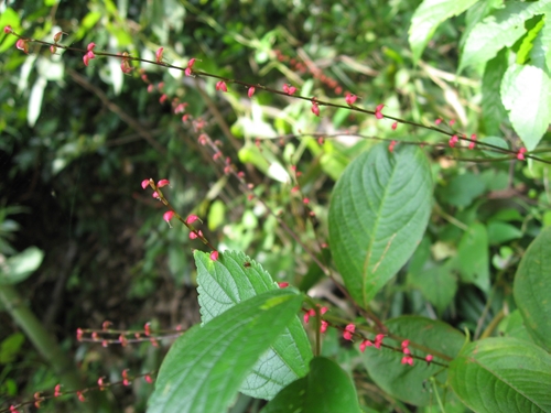 ミズヒキ めいのきまぐれ植物図鑑