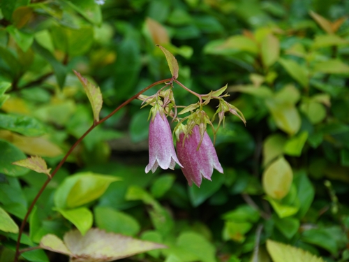 ホタルブクロ めいのきまぐれ植物図鑑