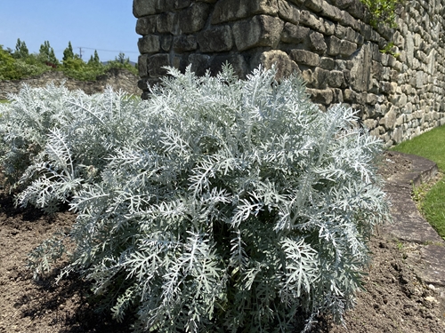 シロタエギク めいのきまぐれ植物図鑑