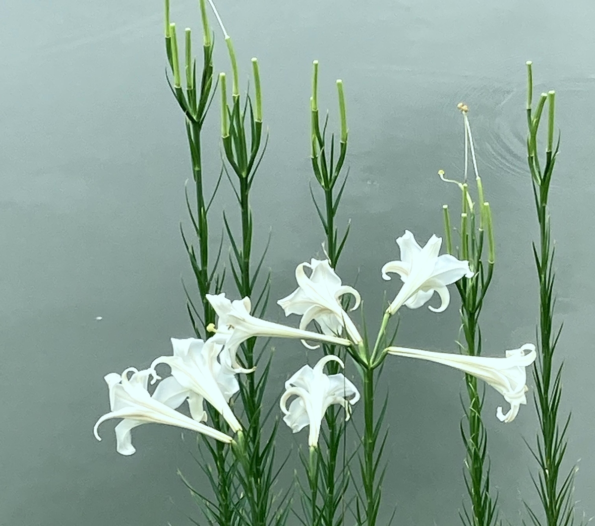 ようこそ我が街に・・・「旅する白い花」タカサゴユリがあちこちで咲い