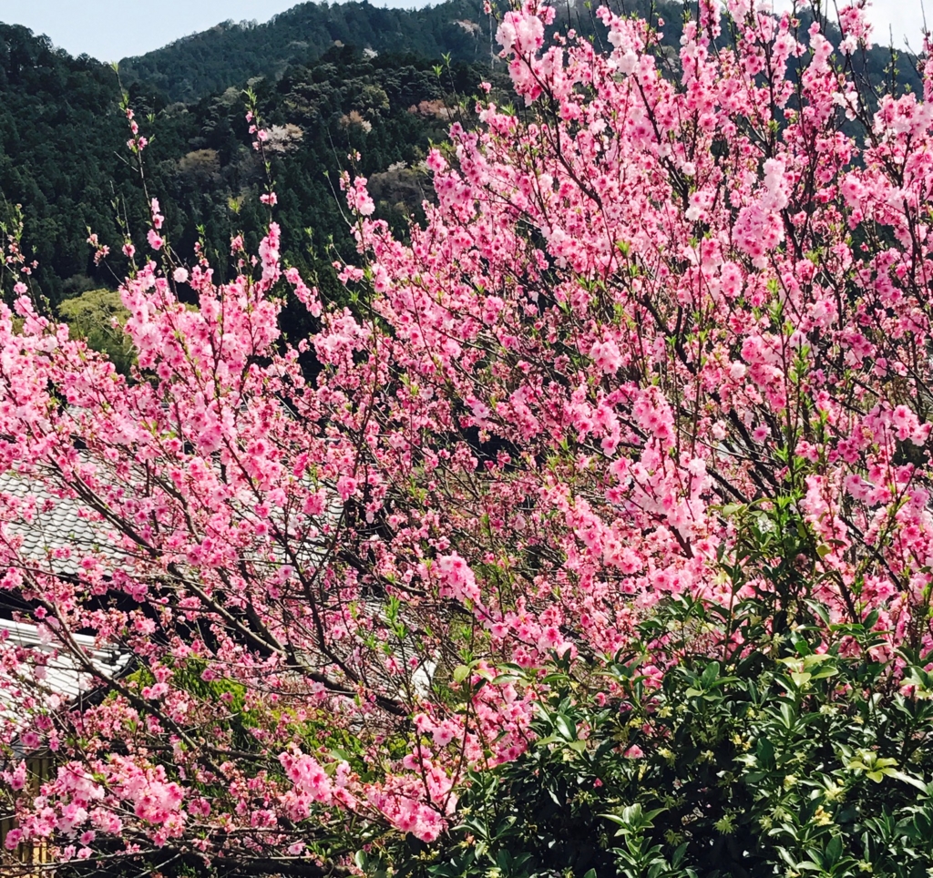 f:id:meisei-m:20170416123945j:plain f:id:meisei-m:20170416123945j:plain