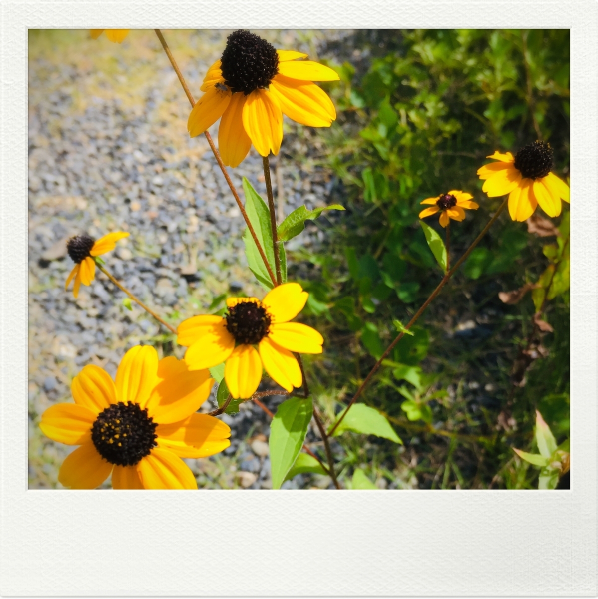 f:id:meisei-m:20190812090823j:plain f:id:meisei-m:20190812090823j:plain