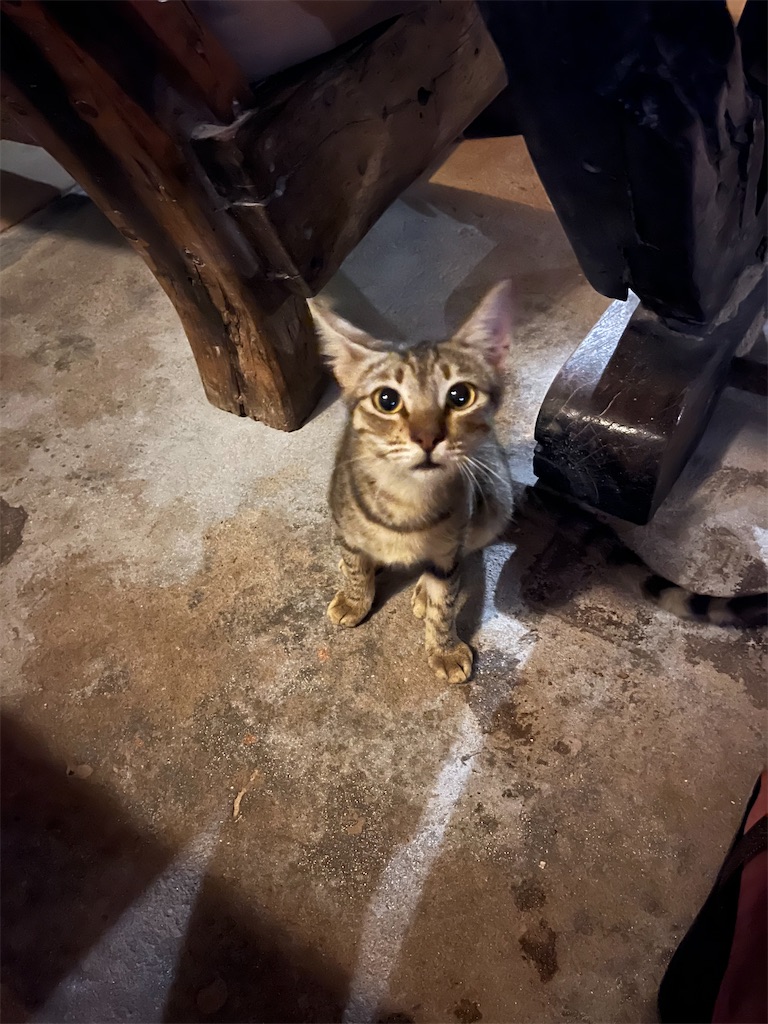 f:id:meitatanoshimobe:20230414155149j:image f:id:meitatanoshimobe:20230414155149j:image