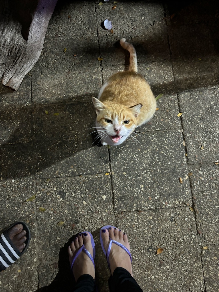 f:id:meitatanoshimobe:20241009224148j:image