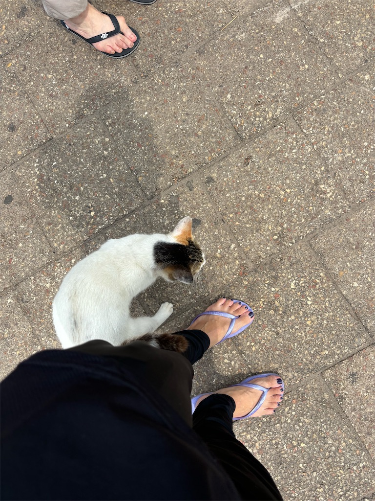 f:id:meitatanoshimobe:20241013134008j:image