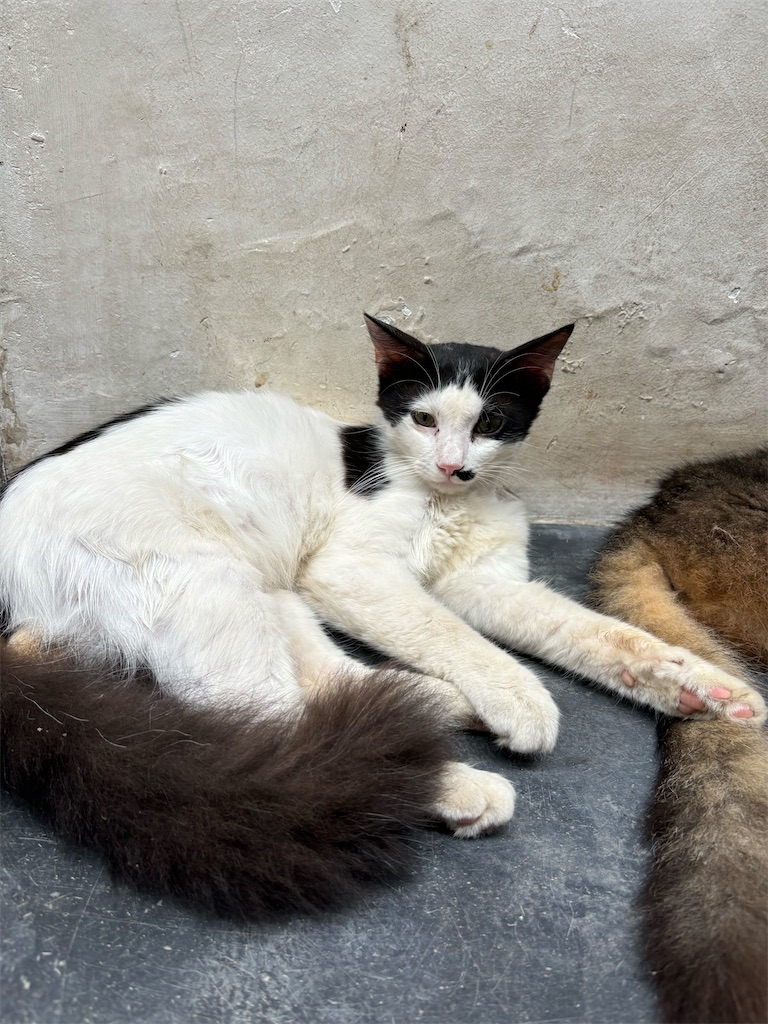 f:id:meitatanoshimobe:20241013134023j:image