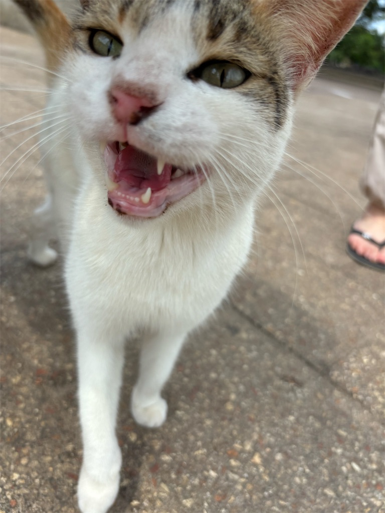 f:id:meitatanoshimobe:20241013134203j:image